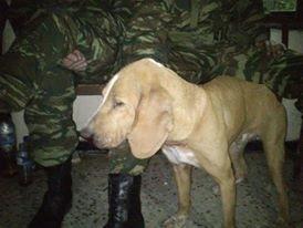 AvlonasStratopedo (1)